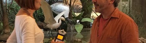 Artist Residency in Everglades